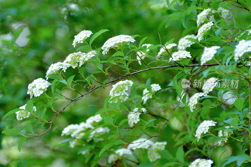 广州绣线菊/五月灌木/新娘花环绣线菊/里夫的绣线菊